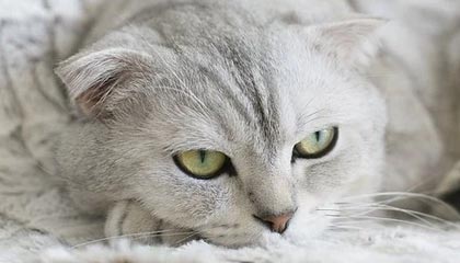 开云体育APP下载-中国足球职业俱乐部强化教练团队梯队构建，足球队教练组架构